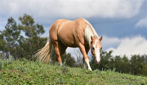 palomino|21 Palomino Horse Facts with Tons of Pictures!